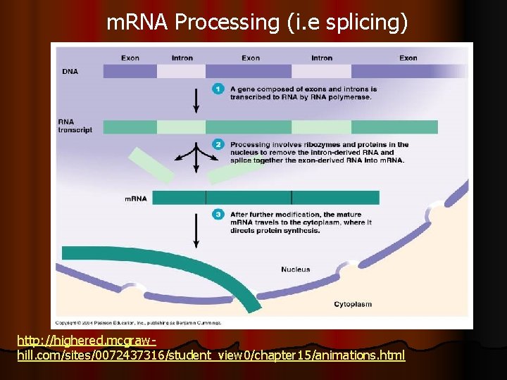 m. RNA Processing (i. e splicing) http: //highered. mcgrawhill. com/sites/0072437316/student_view 0/chapter 15/animations. html 