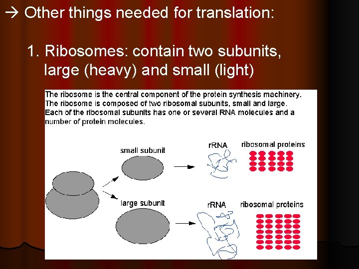  Other things needed for translation: 1. Ribosomes: contain two subunits, large (heavy) and