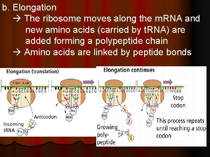 b. Elongation The ribosome moves along the m. RNA and new amino acids (carried