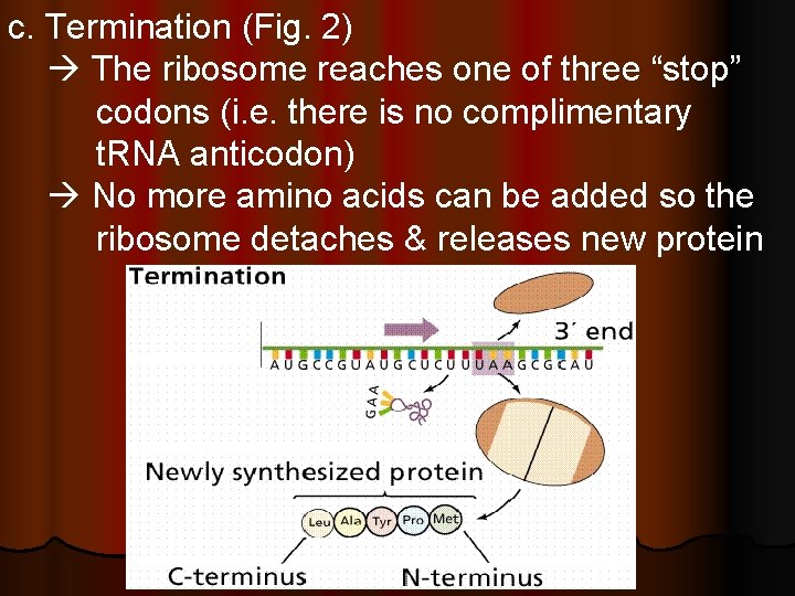 c. Termination (Fig. 2) The ribosome reaches one of three “stop” codons (i. e.