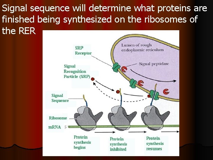 Signal sequence will determine what proteins are finished being synthesized on the ribosomes of