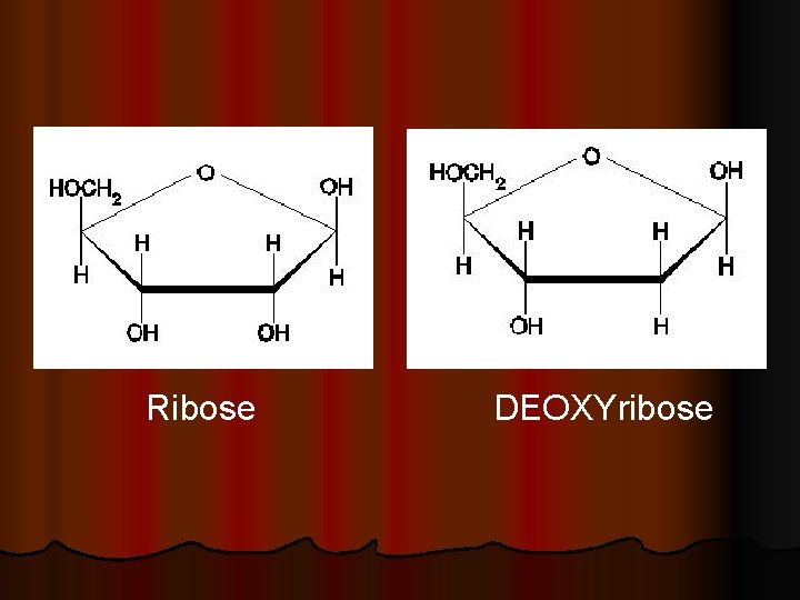 Ribose DEOXYribose 