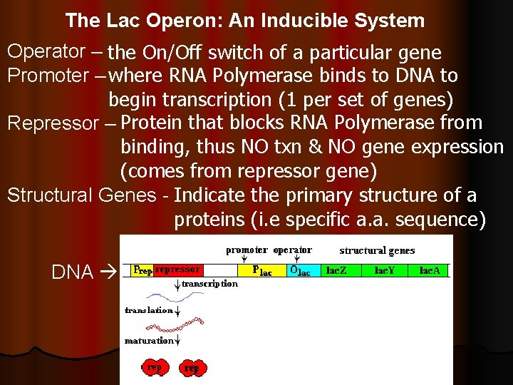 The Lac Operon: An Inducible System Operator – the On/Off switch of a particular