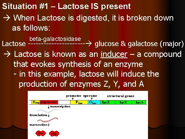 Situation #1 – Lactose IS present When Lactose is digested, it is broken down