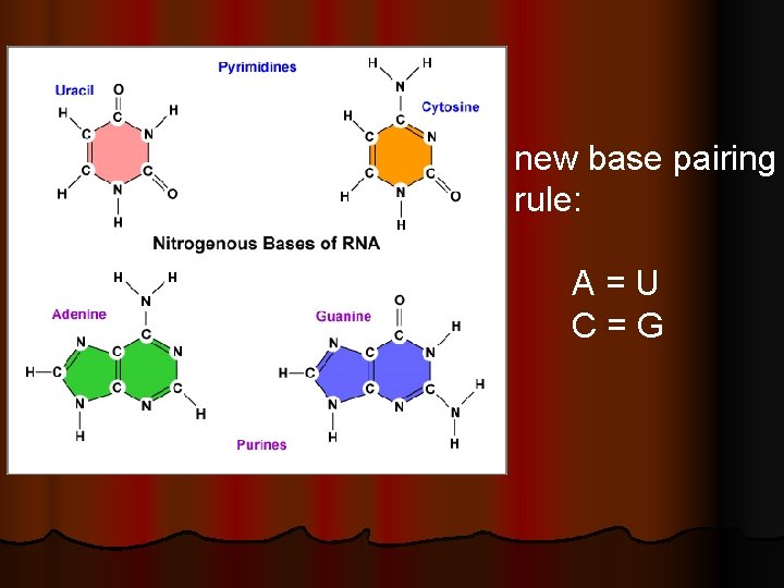 new base pairing rule: A=U C=G 
