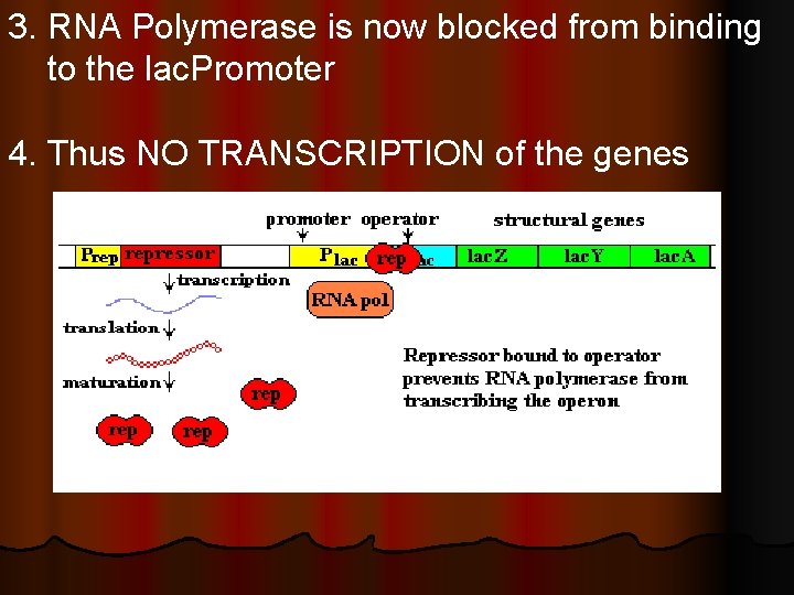 3. RNA Polymerase is now blocked from binding to the lac. Promoter 4. Thus