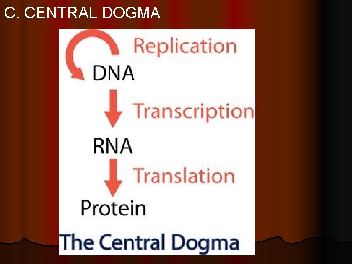 C. CENTRAL DOGMA 