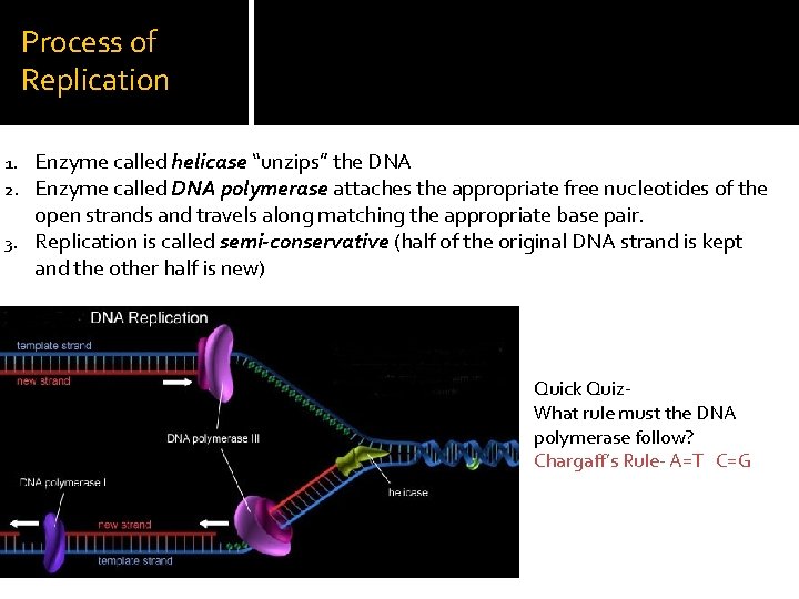 Process of Replication Enzyme called helicase “unzips” the DNA Enzyme called DNA polymerase attaches