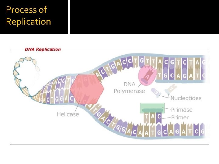 Process of Replication 