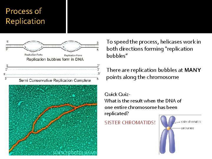 Process of Replication To speed the process, helicases work in both directions forming “replication