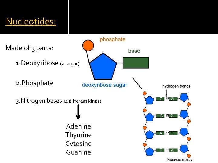 Nucleotides: Made of 3 parts: 1. Deoxyribose (a sugar) 2. Phosphate 3. Nitrogen bases