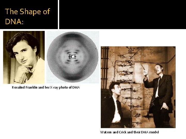 The Shape of DNA: Rosalind Franklin and her X-ray photo of DNA Watson and