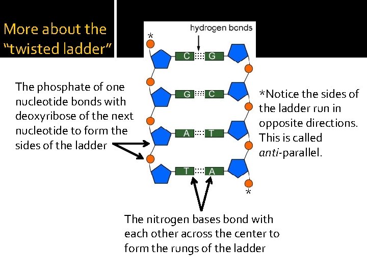 More about the “twisted ladder” * The phosphate of one nucleotide bonds with deoxyribose