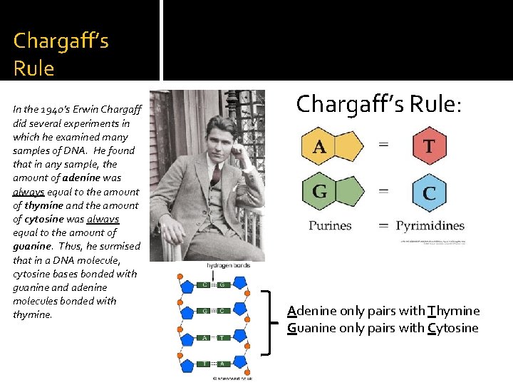 Chargaff’s Rule In the 1940’s Erwin Chargaff did several experiments in which he examined