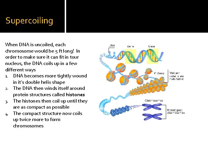 Supercoiling When DNA is uncoiled, each chromosome would be 5 ft long! In order