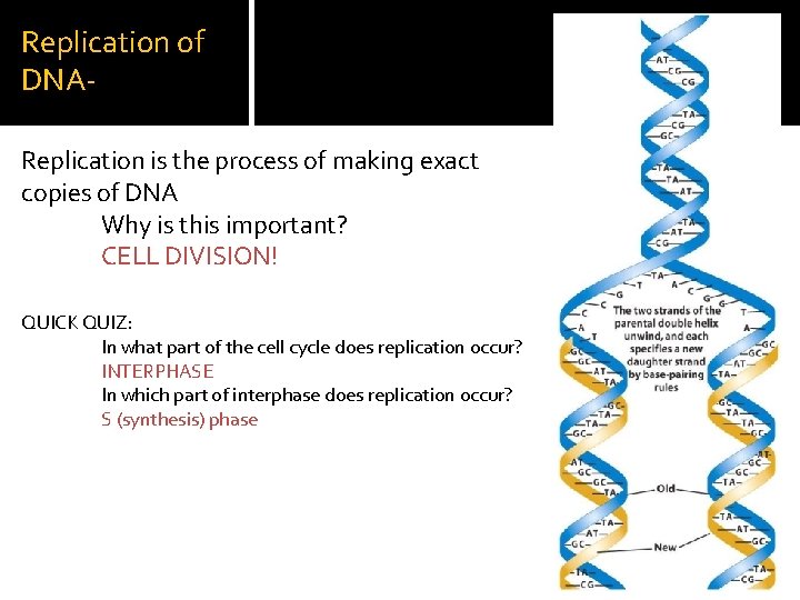 Replication of DNAReplication is the process of making exact copies of DNA Why is