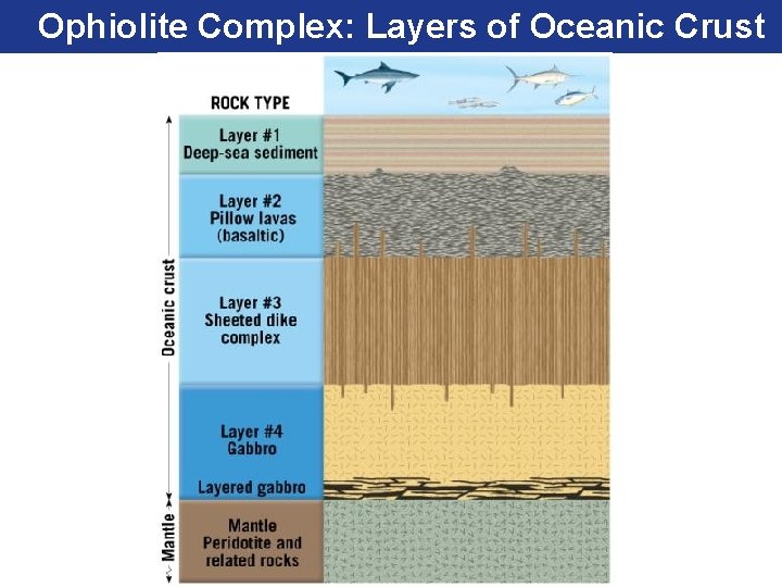 Ophiolite Complex: Layers of Oceanic Crust 