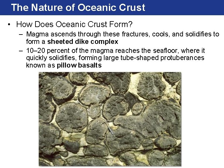 The Nature of Oceanic Crust • How Does Oceanic Crust Form? – Magma ascends