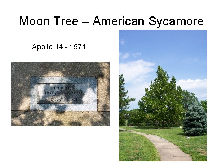 Moon Tree – American Sycamore Apollo 14 - 1971 