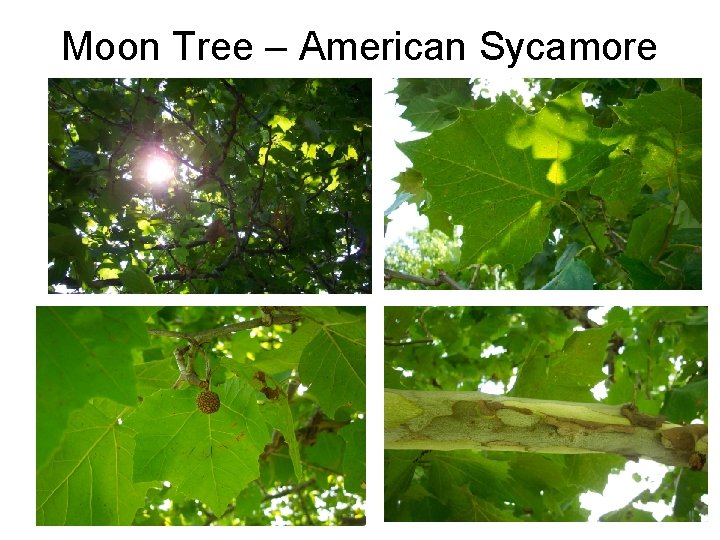 Moon Tree – American Sycamore 
