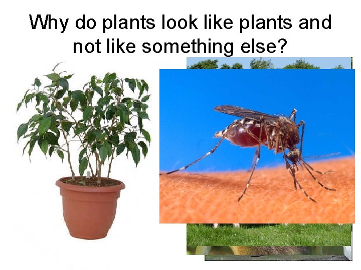 Why do plants look like plants and not like something else? 