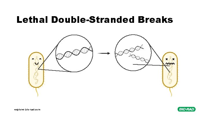 Lethal Double-Stranded Breaks explorer. bio-rad. com 