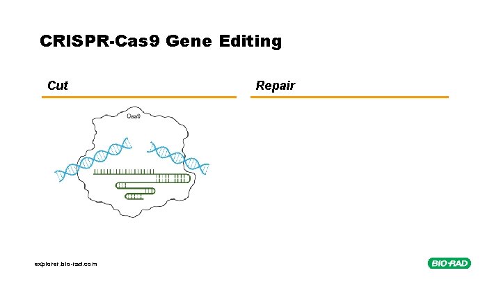 CRISPR-Cas 9 Gene Editing Cut explorer. bio-rad. com Repair 