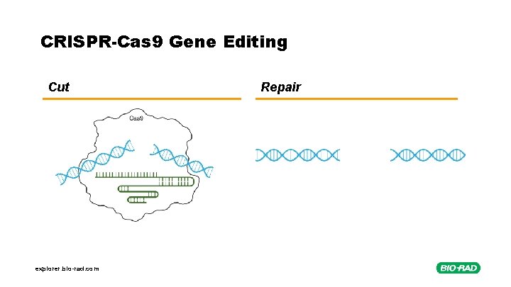 CRISPR-Cas 9 Gene Editing Cut explorer. bio-rad. com Repair 