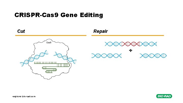 CRISPR-Cas 9 Gene Editing Cut explorer. bio-rad. com Repair 