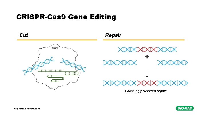 CRISPR-Cas 9 Gene Editing Cut Repair Homology directed repair explorer. bio-rad. com 