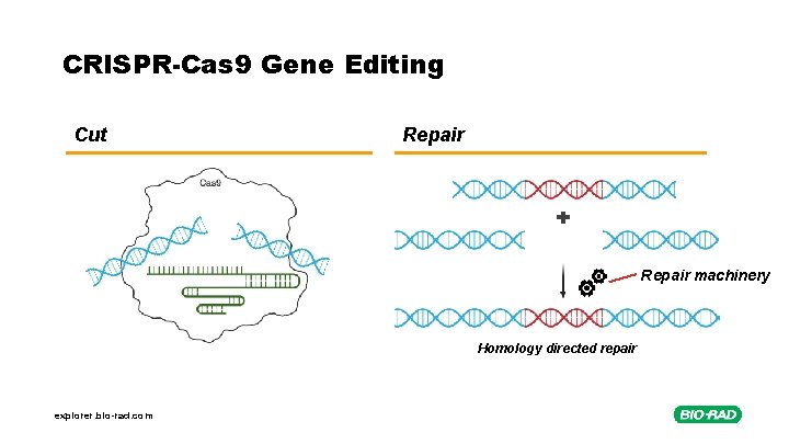 CRISPR-Cas 9 Gene Editing Cut Repair machinery Homology directed repair explorer. bio-rad. com 