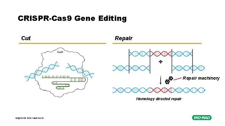 CRISPR-Cas 9 Gene Editing Cut Repair machinery Homology directed repair explorer. bio-rad. com 