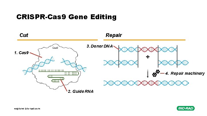 CRISPR-Cas 9 Gene Editing Cut Repair 3. Donor DNA 1. Cas 9 4. Repair