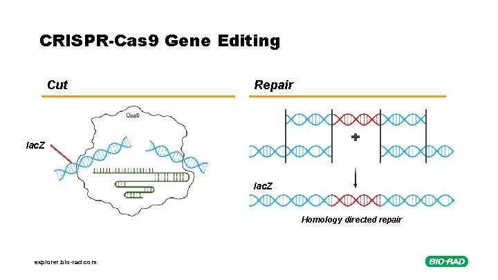 CRISPR-Cas 9 Gene Editing Cut Repair lac. Z Homology directed repair explorer. bio-rad. com