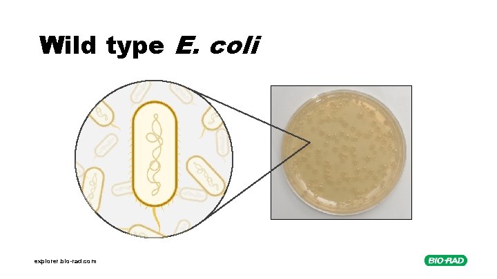 Wild type E. coli explorer. bio-rad. com 