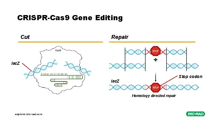 CRISPR-Cas 9 Gene Editing Cut Repair STOP lac. Z Stop codon lac. Z STOP