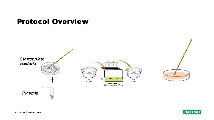 Protocol Overview Starter plate bacteria Plasmid explorer. bio-rad. com 