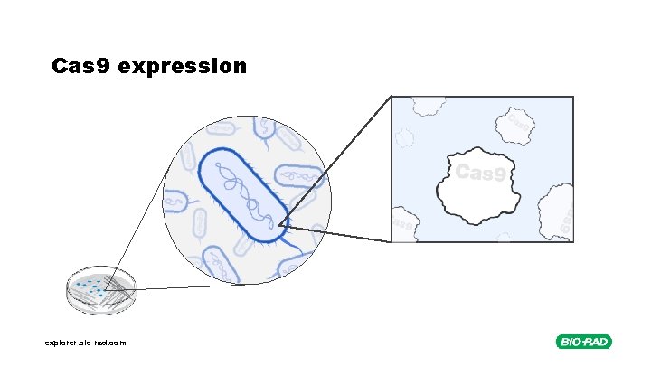 Cas 9 expression explorer. bio-rad. com 