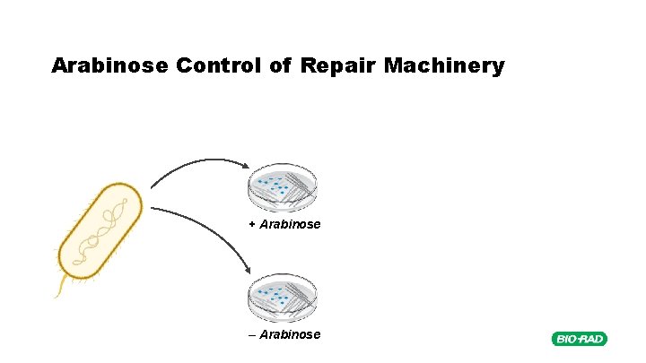 Arabinose Control of Repair Machinery + Arabinose – Arabinose 
