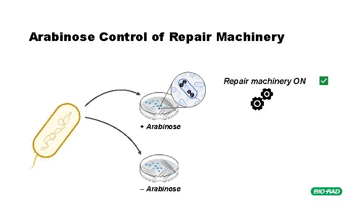 Arabinose Control of Repair Machinery Repair machinery ON + Arabinose – Arabinose 