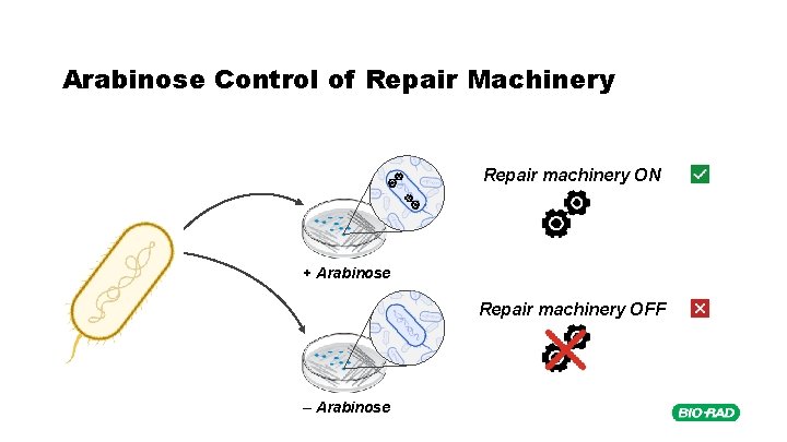 Arabinose Control of Repair Machinery Repair machinery ON + Arabinose Repair machinery OFF –