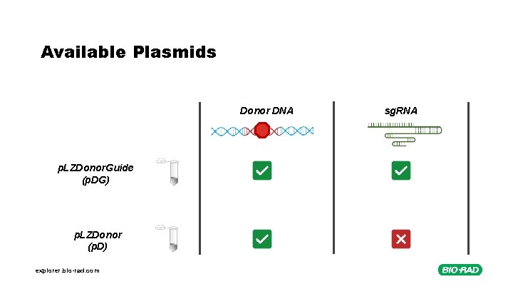 Available Plasmids Donor DNA p. LZDonor. Guide (p. DG) p. LZDonor (p. D) explorer.