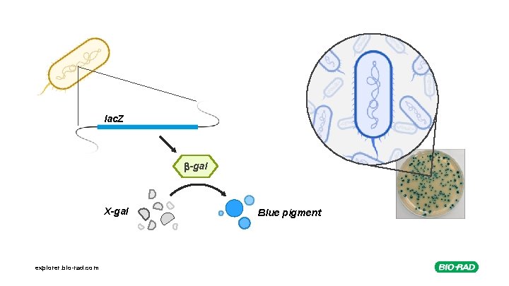 lac. Z -gal X-gal explorer. bio-rad. com Blue pigment 