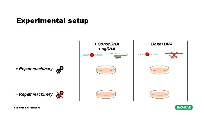Experimental setup + Donor DNA + sg. RNA + Repair machinery – Repair machinery