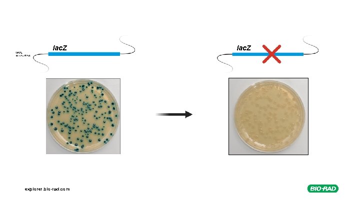 lac. Z explorer. bio-rad. com lac. Z 