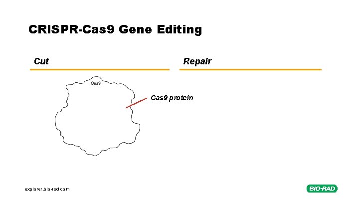 CRISPR-Cas 9 Gene Editing Cut Repair Cas 9 protein explorer. bio-rad. com 
