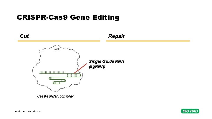CRISPR-Cas 9 Gene Editing Cut Repair Single Guide RNA (sg. RNA) Cas 9 -sg.