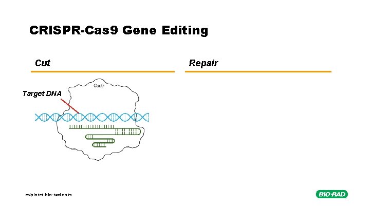 CRISPR-Cas 9 Gene Editing Cut Target DNA explorer. bio-rad. com Repair 