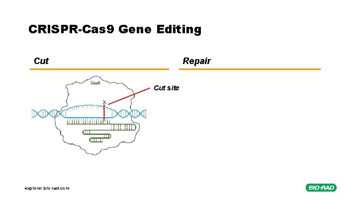 CRISPR-Cas 9 Gene Editing Cut Repair Cut site explorer. bio-rad. com 