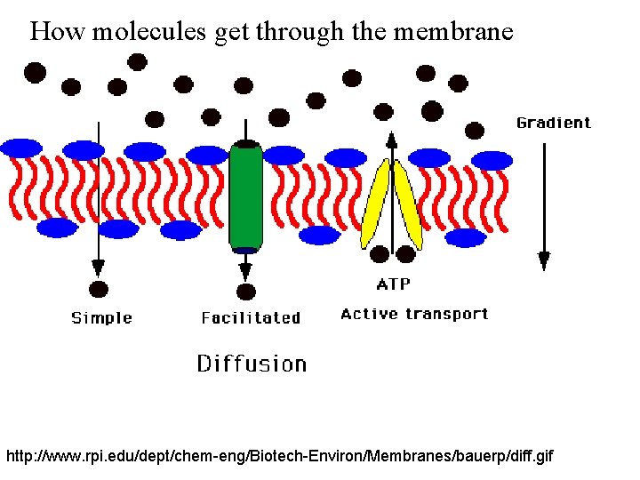 How molecules get through the membrane http: //www. rpi. edu/dept/chem-eng/Biotech-Environ/Membranes/bauerp/diff. gif 